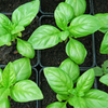 Organic Tropical Basil Essential Oil