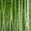 Organic Bamboo and Aloe Conditioner
