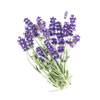 Organic True Lavender Essential Oil